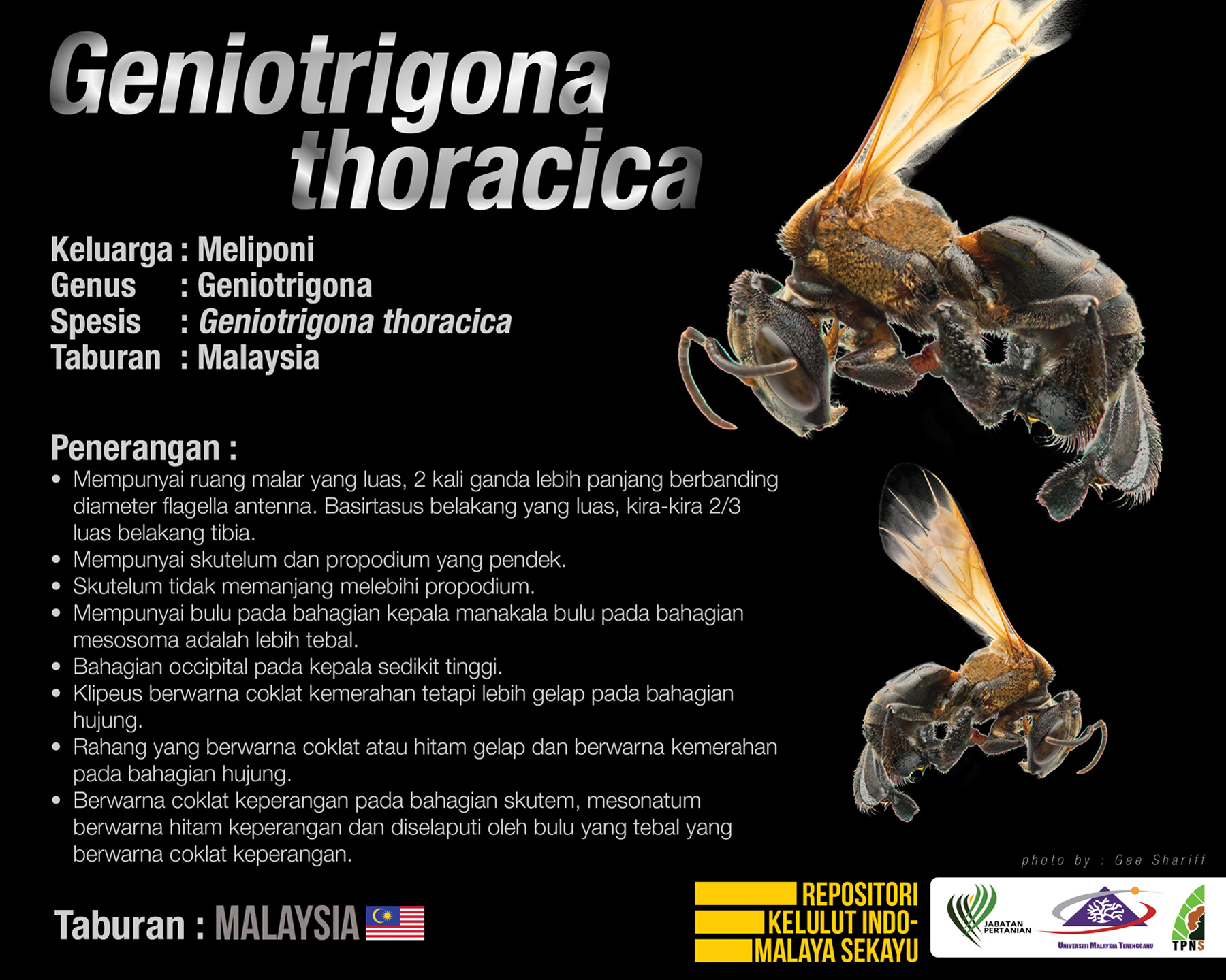 Geniotrigona_Thoracica_Kelulut Geniotrigona_Thoracica_Kelulut