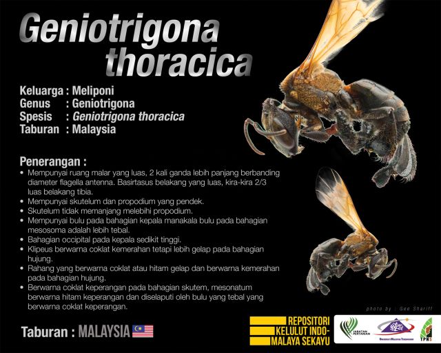 Geniotrigona_Thoracica_Kelulut