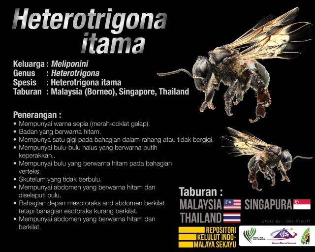 Heterotrigona_Itama_Kelulut