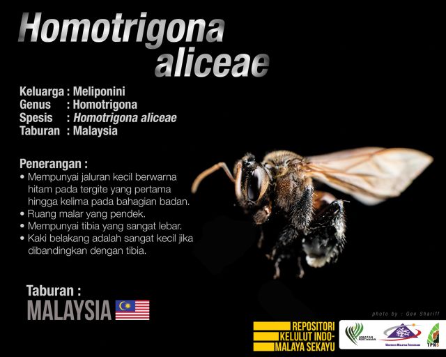 Homotrigona_Aliceae_Kelulut