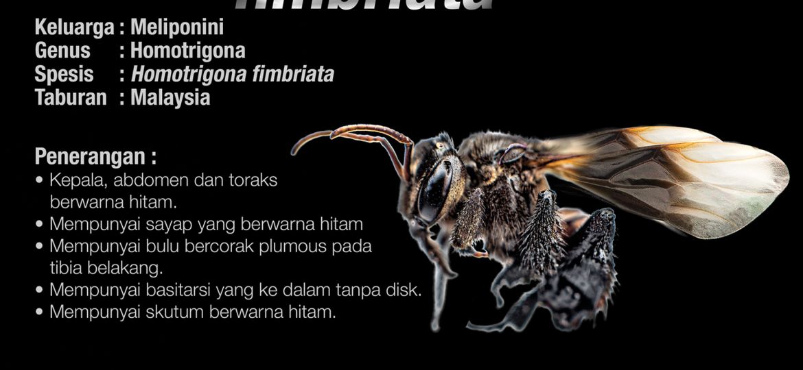 Homotrigona_Fimbriata_Kelulut