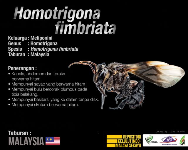 Homotrigona_Fimbriata_Kelulut