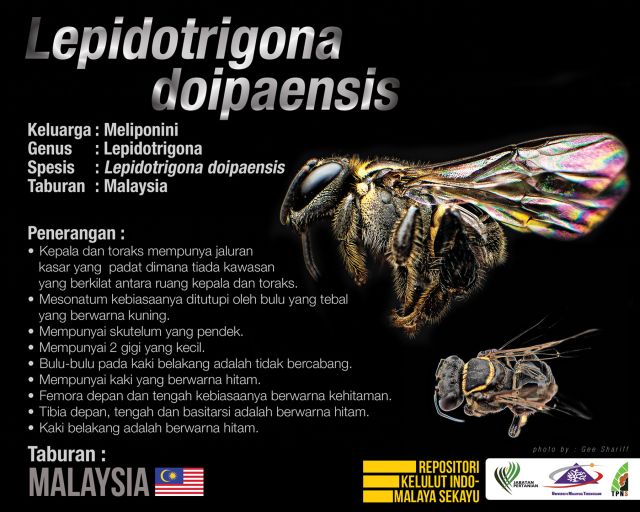Lepidotrigona_Doipaensis_Kelulut