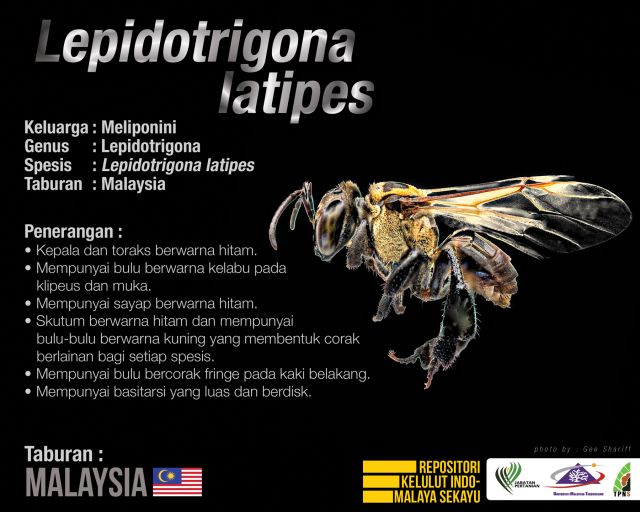 Lepidotrigona_Latipes_Kelulut