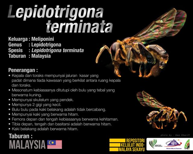 Lepidotrigona_Terminata_Kelulut