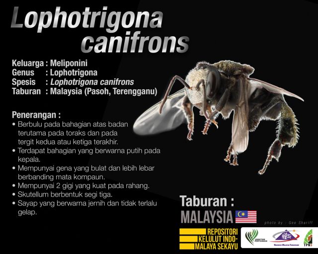 Lophotrigona_Canifrons_Kelulut