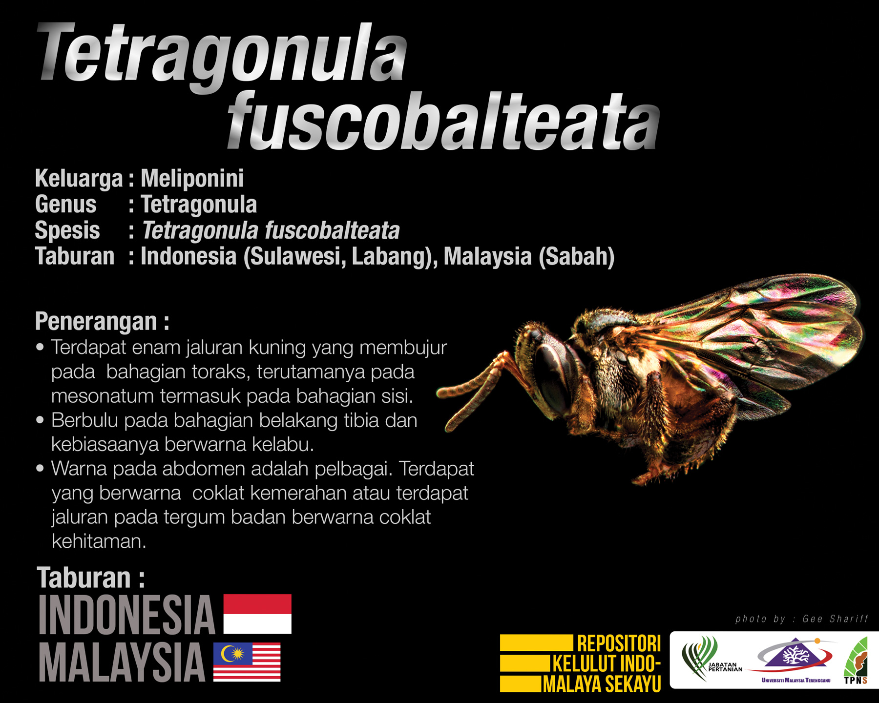 Tetragonula_Fuscobalteata_Kelulut Tetragonula_Fuscobalteata_Kelulut