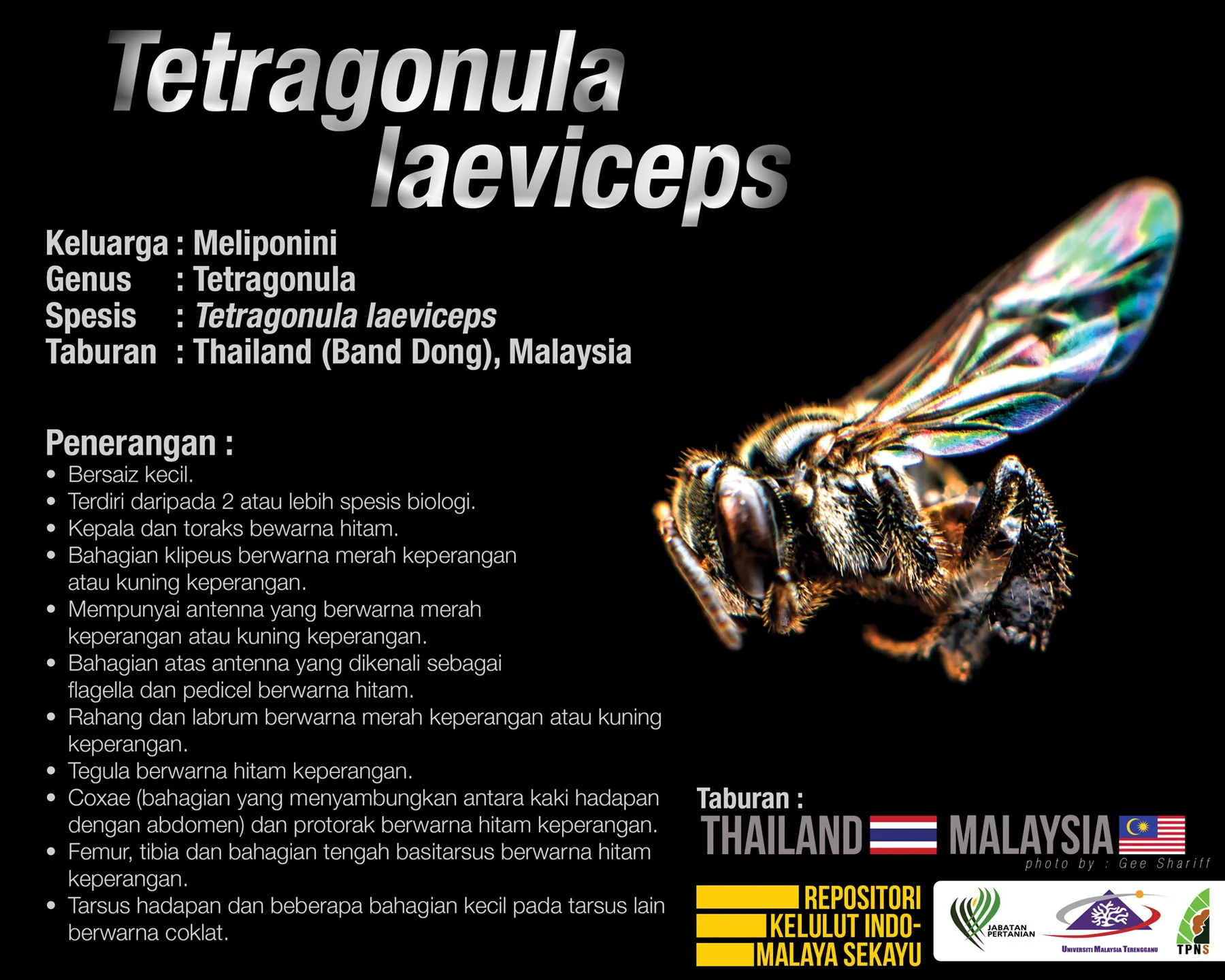 Tetragonula_Laeviceps_Kelulut