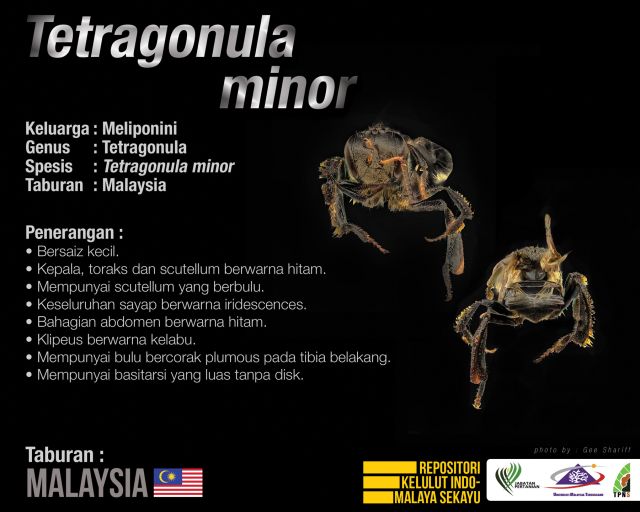 Tetragonula_Minor_Kelulut